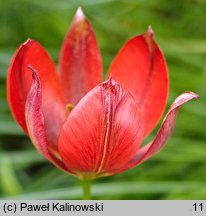 Tulipa orphanidea ssp. whittalii