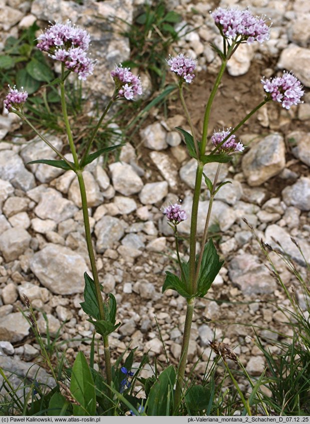 Valeriana montana (kozłek górski)