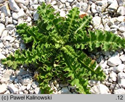 Verbascum sinuatum (dziewanna zatokowata)