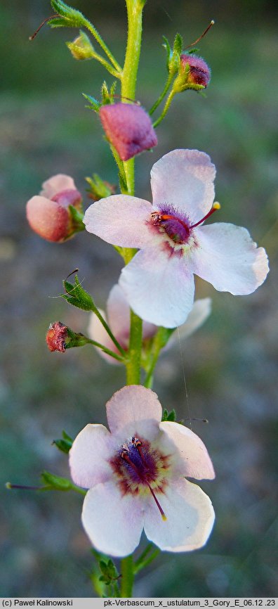 Verbascum ×ustulatum