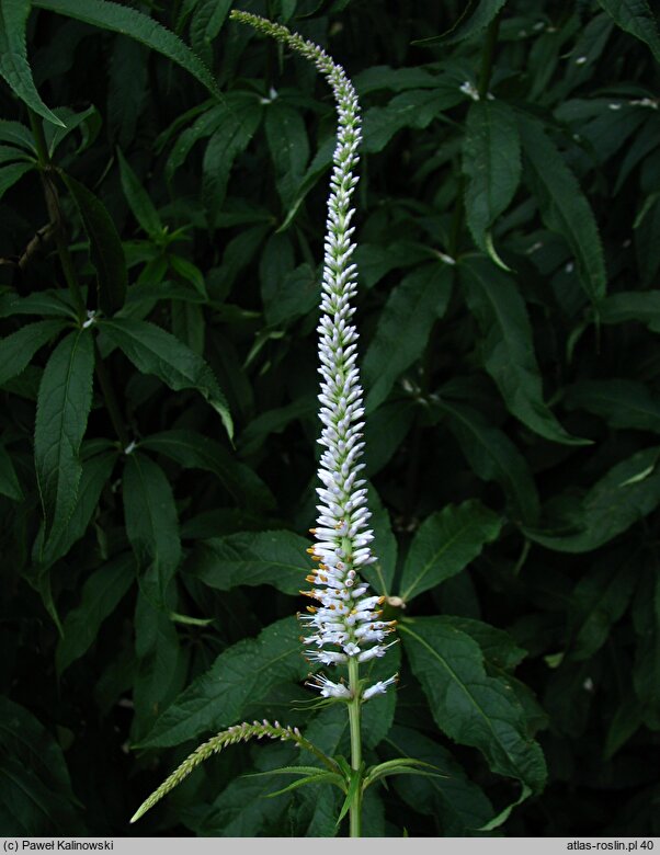 Veronicastrum sibiricum (przetacznikowiec syberyjski)