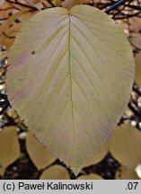 Viburnum alnifolium (kalina olcholistna)