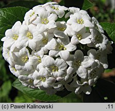 Viburnum carlesii (kalina koreaÅ„ska)