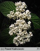 Viburnum wrightii (kalina Wrighta)
