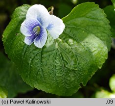 Viola obliqua (fiołek łąkowy)