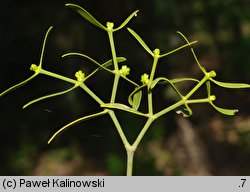 Viscum album ssp. austriacum (jemioła pospolita rozpierzchła)