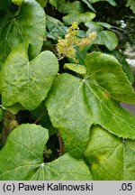 Vitis betulifolia