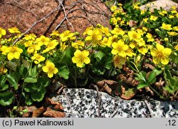 Waldsteinia ternata (pragnia syberyjska)