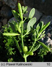 Zygophyllum fabago (parolist wschodni)