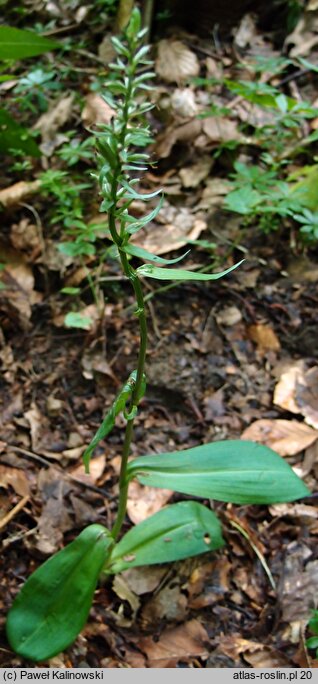 ×Rhizanthera intermedia