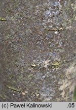 ×Sorbocotoneaster pozdnjakovii (jarzęboirga Pozdnjakova)