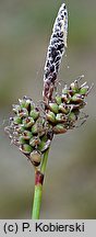 Carex ericetorum (turzyca wrzosowiskowa)