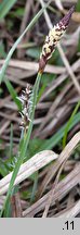 Carex panicea (turzyca prosowata)