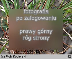 Carex digitata (turzyca palczasta)