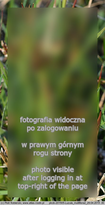 Luzula multiflora (kosmatka licznokwiatowa)