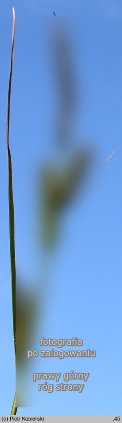 Carex ×elytroides