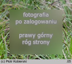 Carex ×prolixa