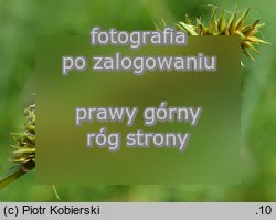 Carex cuprina (turzyca nibylisia)