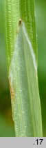 Carex cuprina (turzyca nibylisia)