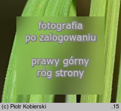 Carex ×turfosa