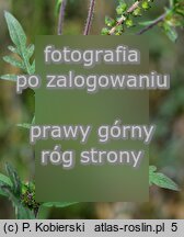 Ambrosia artemisiifolia (ambrozja bylicolistna)