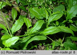 Arabidopsis halleri (rzodkiewnik Hallera)