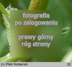 Astragalus cicer (traganek pÄ™cherzykowaty)