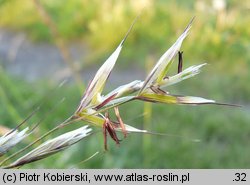 Avenula pubescens (owsica omszona)