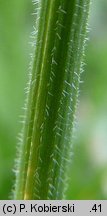 Avenula pubescens (owsica omszona)