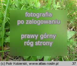 Betonica officinalis (bukwica zwyczajna)