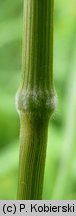 Brachypodium pinnatum (kÅ‚osownica pierzasta)
