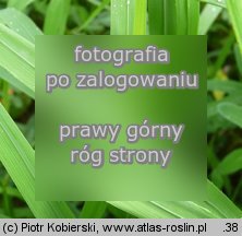 Brachypodium pinnatum (kÅ‚osownica pierzasta)