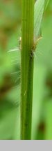 Brachypodium sylvaticum (kłosownica leśna)