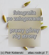 Bromus racemosus (stokÅ‚osa groniasta)