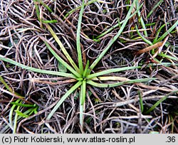 Littorella uniflora (brzeżyca jednokwiatowa)