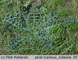 Carduus nutans (oset zwisły)