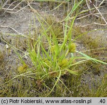 Carex bohemica (turzyca ciborowata)