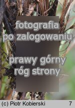Carex appropinquata (turzyca tunikowa)