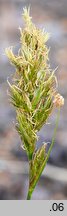 Carex arenaria (turzyca piaskowa)