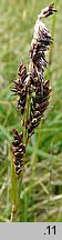 Carex bigelowii ssp. rigida (turzyca tęga mocna)