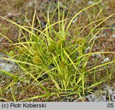 Carex bohemica (turzyca ciborowata)