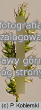 Carex curvata (turzyca odgięta)
