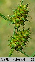 Carex demissa (turzyca drobna)