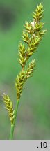 Carex elongata (turzyca dÅ‚ugokÅ‚osa)