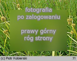 Carex flava (turzyca żółta)