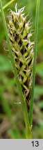 Carex lasiocarpa (turzyca nitkowata)