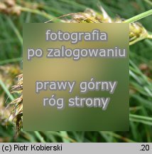 Carex ligerica (turzyca loarska)