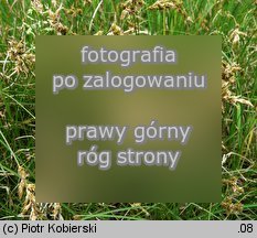 Carex ligerica (turzyca loarska)