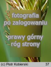 Carex ovalis (turzyca zajÄ™cza)