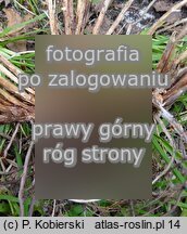 Carex ovalis (turzyca zajÄ™cza)